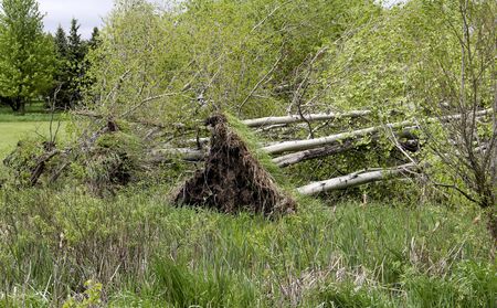 Several downed Poplar trees downed by high wind storms