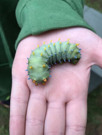 Cecropia or Hyalophora Caterpillar on an open handの写真素材
