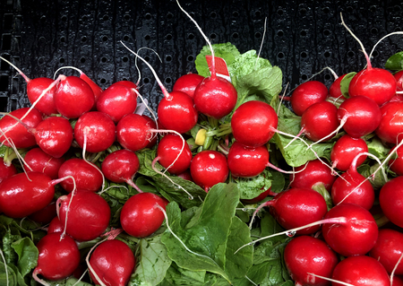 Several fresh radishes make a Radish background