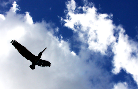 Pelican in flight with wings spread against a blue skyの写真素材