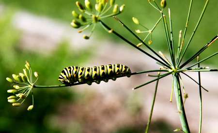 Larval stage of a Black Swallowtail Butterfly on a garden dill plantの写真素材