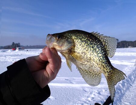 Fisherman holds a Crappie for display against a blue sky and a frozen lake       の写真素材