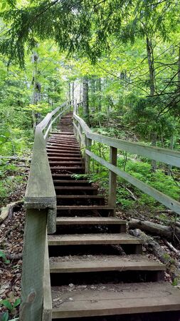 Wooden stairway goes up a steep hill on a forest trail