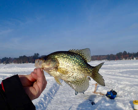 Ice Fisherman holding a Crappie in the sunlightの写真素材