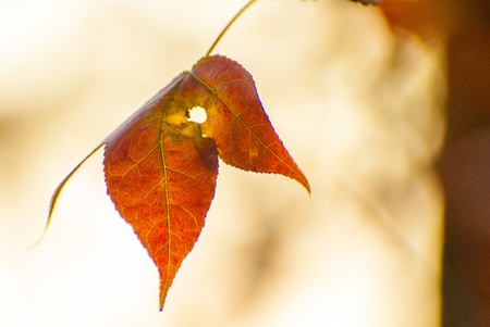 Red leavesの写真素材