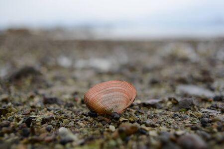 Shellの写真素材