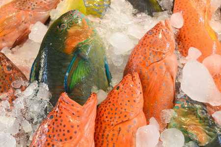 Marine fishの写真素材