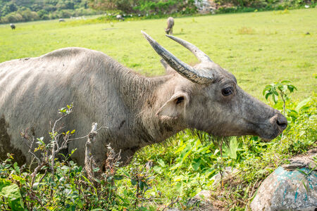 Swamp buffalo  Domestic Buffalo  ,the hard worker in asian rice filed の写真素材