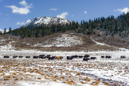 Yaks in high altitude snow prairieの写真素材