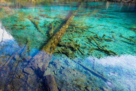 Azure lake with submerged tree trunks. Jiuzhaigou Valley was World Biosphere Reserve  Jiuzhaigou...