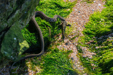 Water snake Natrix tessellata on the Azov sea shore with its preyの写真素材