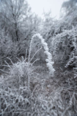 A long curved frosted branch in a winter forest with selective focus and a bokeh backgroundの写真素材