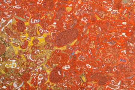 Texture of red-yellow limestone filled with multiple various fossilsの写真素材