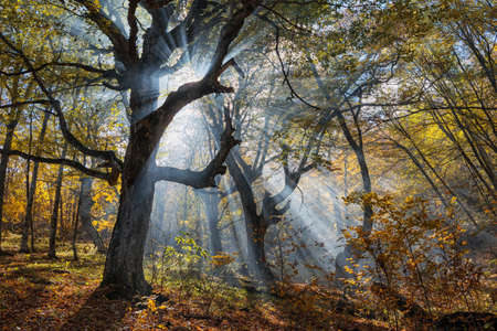 Sun rays in the autumn beech forest with gnarled treesの写真素材
