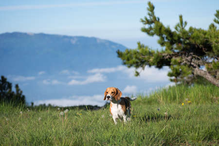 Beagle dog in the mountainsの写真素材