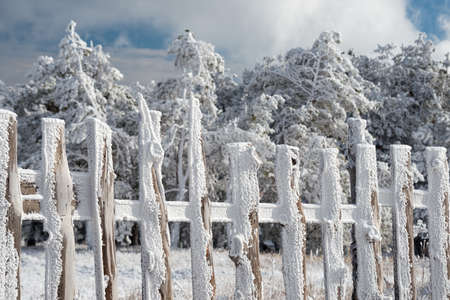 Wooden fence in frost on the winter forest backgroundの写真素材