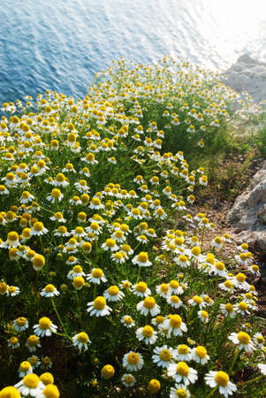Medicinal chamomile on a shining sea backgroundの写真素材