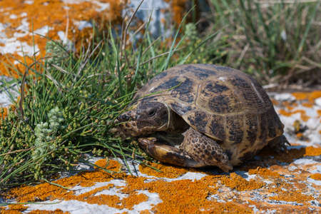 Rare wild turtle on rocks covered with yellow lichen. Crimea, Kerch peninsula.の写真素材