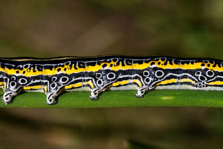 Fragment of a yellow white and black caterpillar on green grassの写真素材