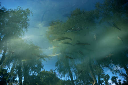 Trout in a pond with a reflection of green trees and blue skyの写真素材