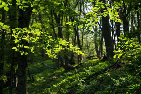 Green branches in a sunny spring forestの写真素材