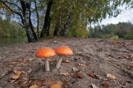 Two fly agaric on the edge of the forestの写真素材