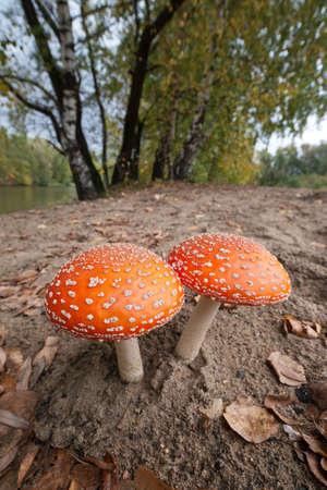 Two fly agaric on the edge of the forestの写真素材