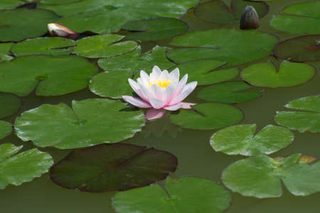 Pink lotus with leaves in a pondの写真素材