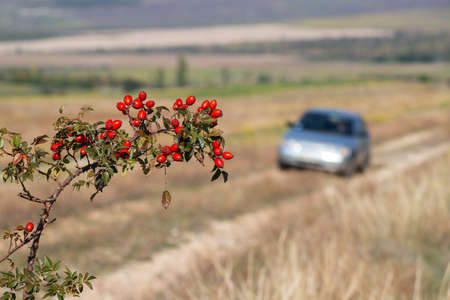 The branch of wild rose with red berries with blurred car in backgroundの写真素材