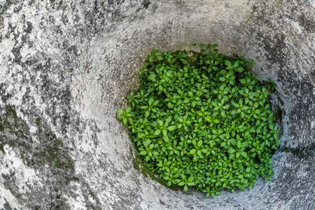 A green plant in a round stone holeの写真素材