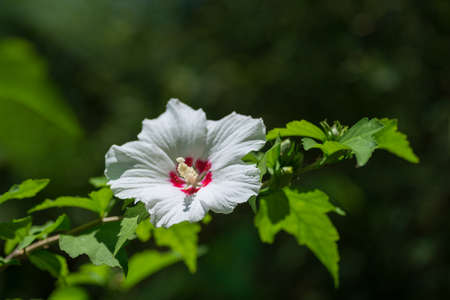 White mallow flower in the summer garden, selective focus, green bokeh backgroundの写真素材