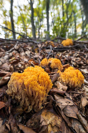 Coral mushrooms in the forestの写真素材