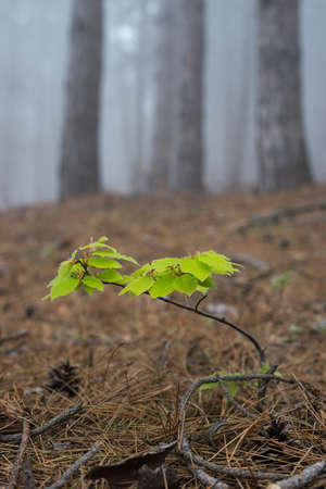 Green beech sprout in a misty forestの写真素材