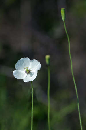 White poppy flower with a small beeの写真素材