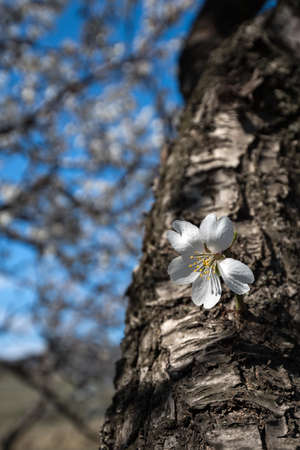 One white almond flower on a tree trunkの写真素材