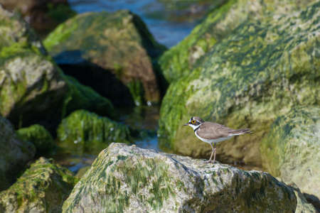 Small bird Charadrius hiaticula on a rocky shore backgroundの写真素材