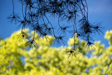 Silhouette of pine branches on a blurred green foliage and blue sky backgroundの写真素材