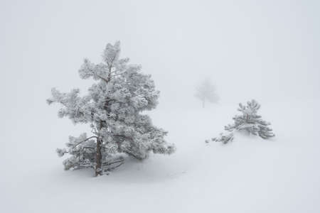 Three pines in a heavy fog in the Crimean mountainsの写真素材