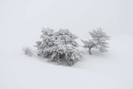Group of trees in dense fog in the winter Crimean mountainsの写真素材