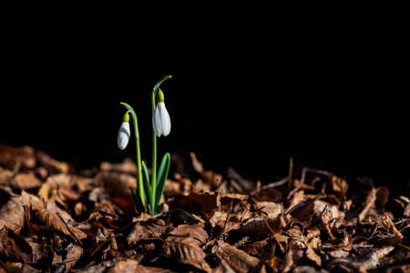 Two first snowdrops (Galanthus) in early spring on last year's yellow leaves and a dark backgroundの写真素材
