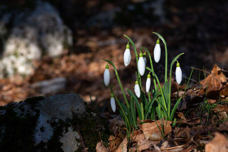 A group of snowdrops on last year's foliage in the forestの写真素材