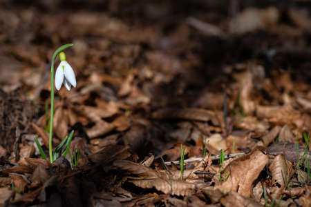 Single snowdrop on blurred last year's leaves backgroundの写真素材