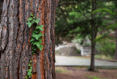 Green ivy sprout on the trunk of a pine tree in the old park with bokeh backgroundの写真素材