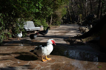 Four musk ducks on a walkway in the parkの写真素材