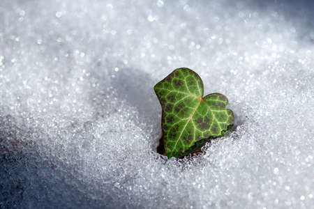 Green ivy leaf on spring snow with shiny bokeh backgroundの写真素材