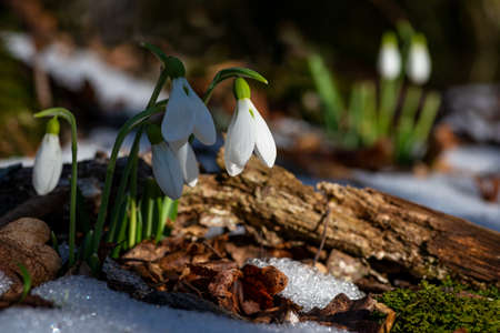 Snowdrops on a blurred spring forest with remnants of snow backgroundの写真素材