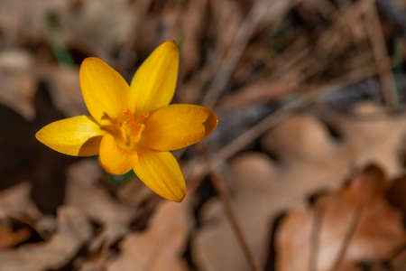 Yellow Crocus flower, selective focus and blurred last year's foliage backgroundの写真素材