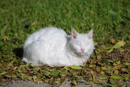 White cat with closed eyes enjoys the sun on a green grass backgroundの写真素材