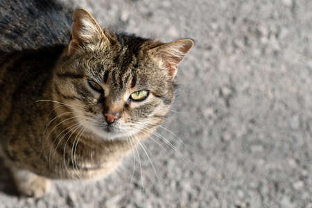 Brown cat standing on the asphalt looking at the camera, top view, bokeh background with copy spaceの写真素材