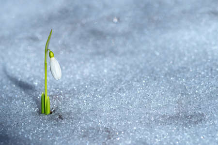A single snowdrop flower on a bokeh snow background with copy spaseの写真素材